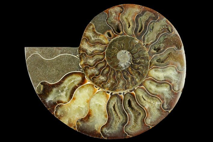 Cut & Polished Ammonite Fossil (Half) - Madagascar #166887